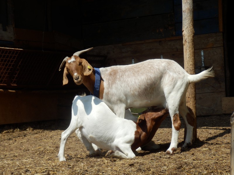 kozeburske (113).jpg