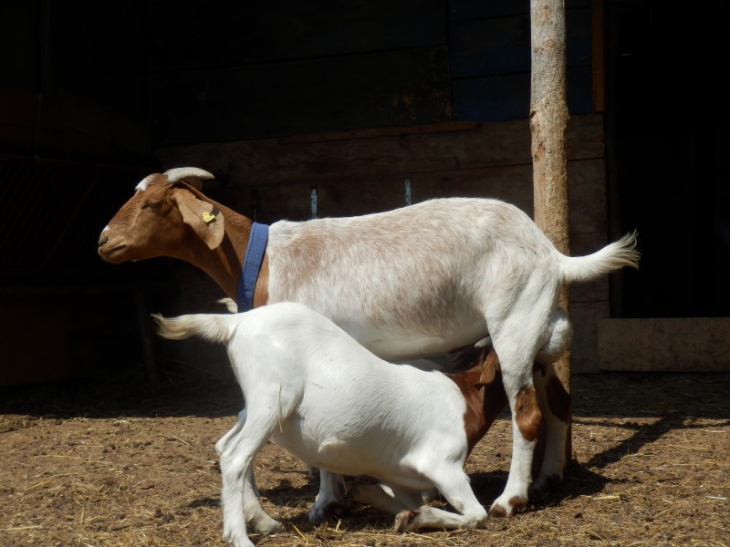 kozeburske (114).jpg