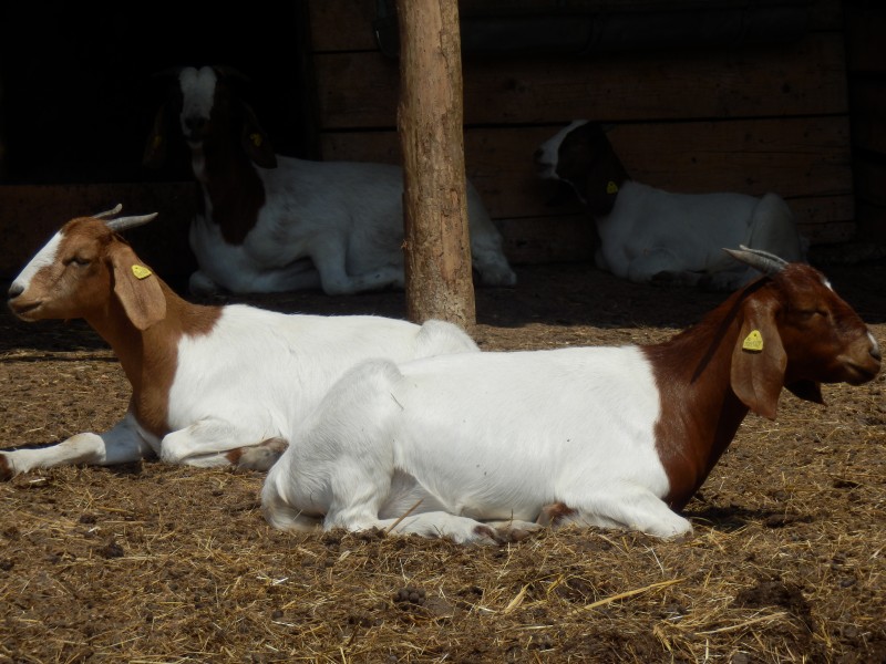 kozeburske (121).jpg