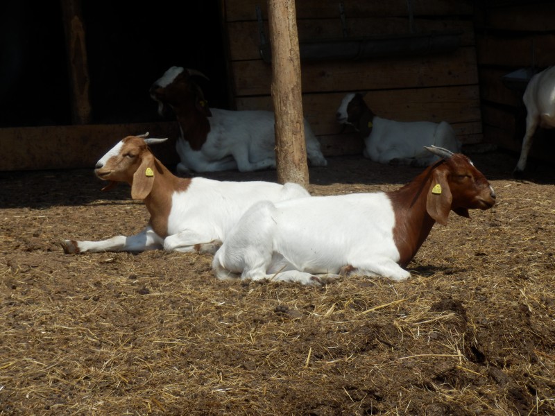 kozeburske (122).jpg