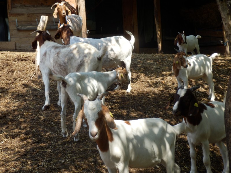 kozeburske (123).jpg