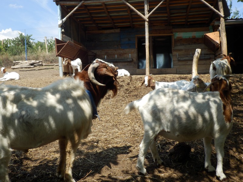 kozeburske (125).jpg