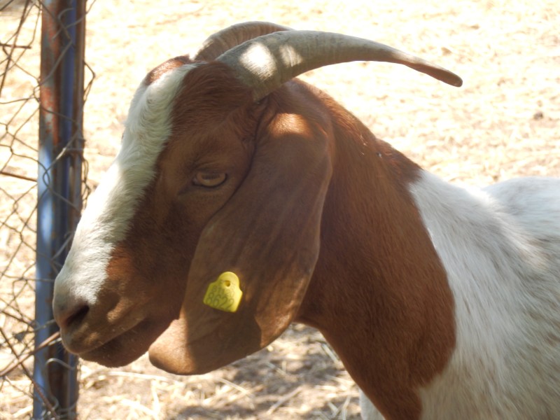 kozeburske (127).jpg