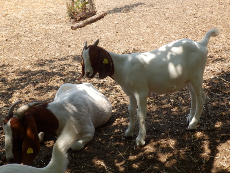 kozeburske (129).jpg