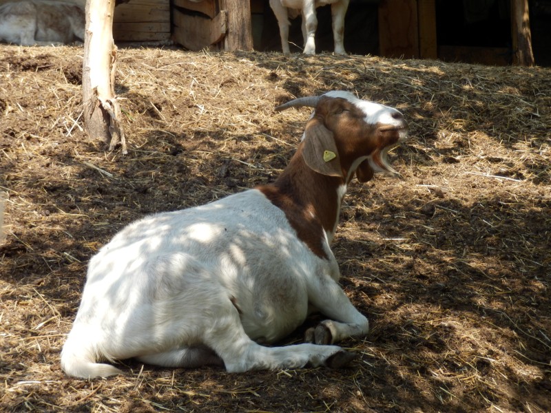 kozeburske (131).jpg