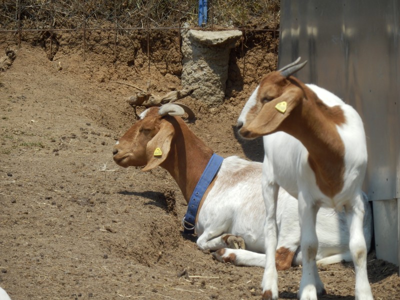 kozeburske (139).jpg