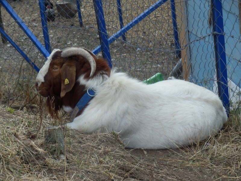 kozeburske (147).jpg