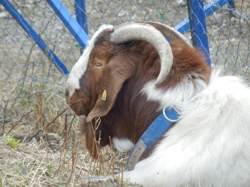 kozeburske (148).jpg