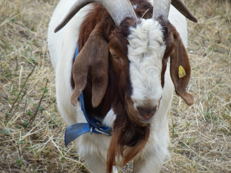 kozeburske (149).jpg