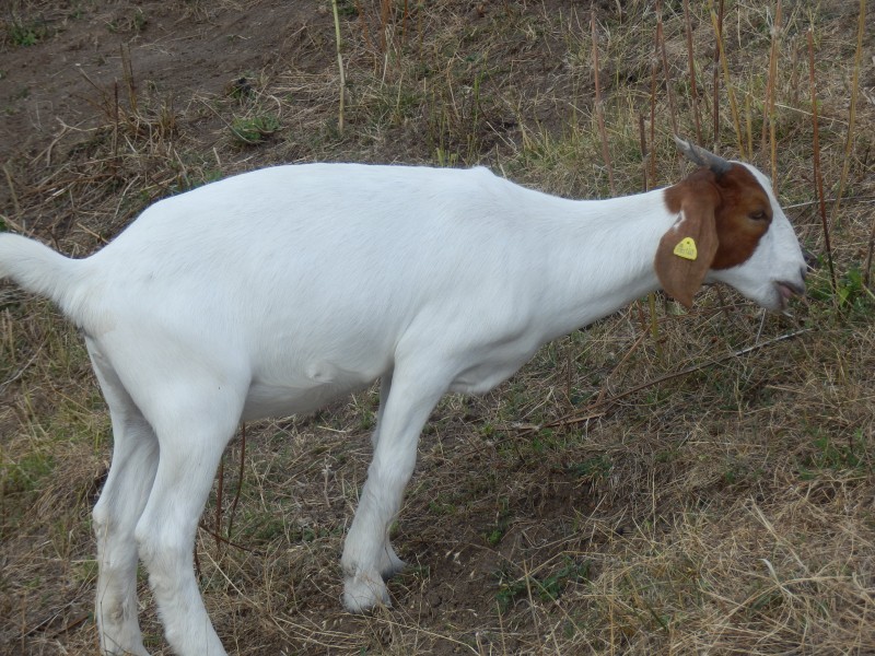 kozeburske (153).jpg