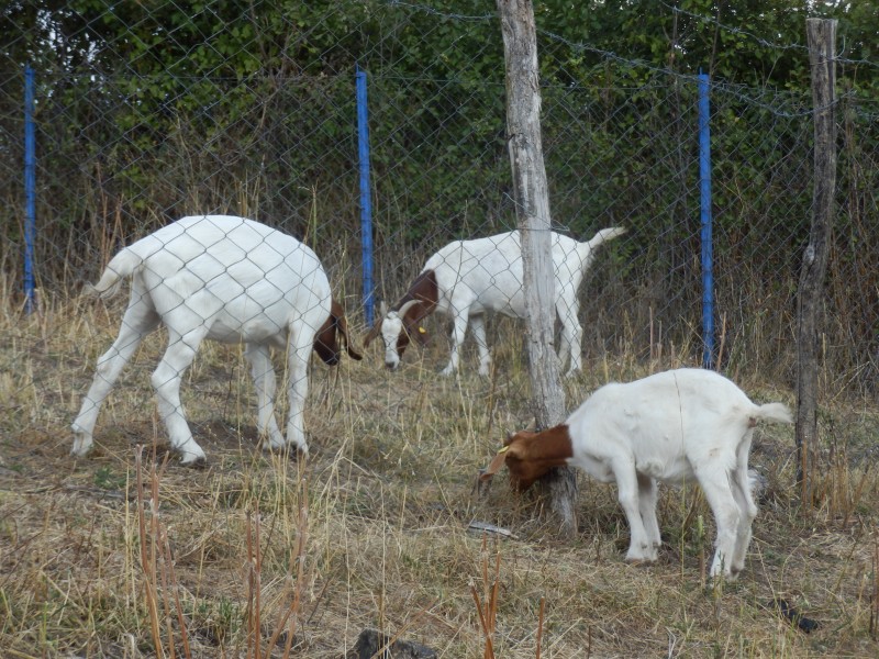 kozeburske (156).jpg