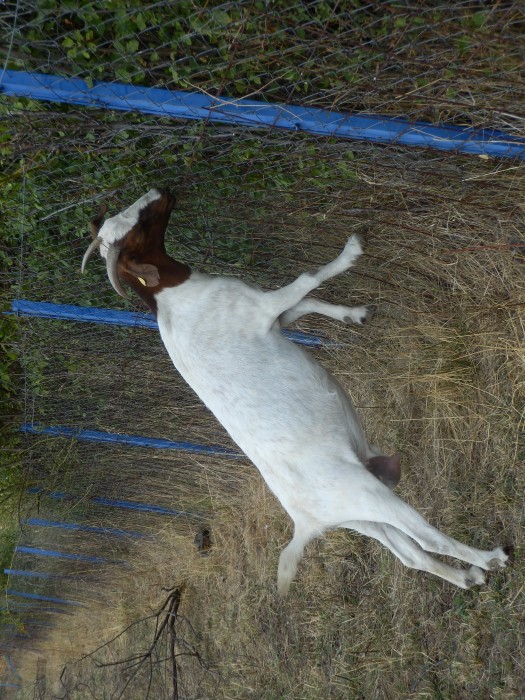 kozeburske (157).jpg