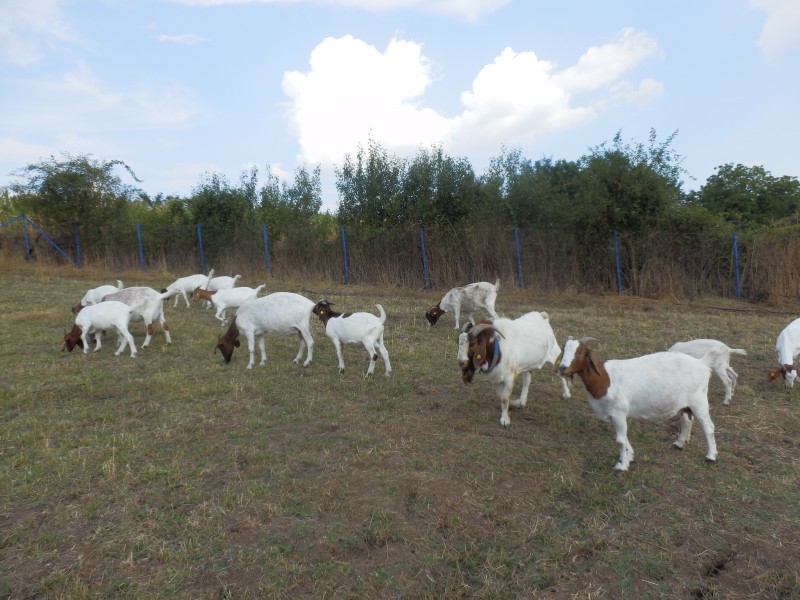 kozeburske (160).jpg