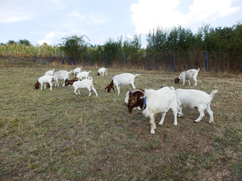 kozeburske (161).jpg