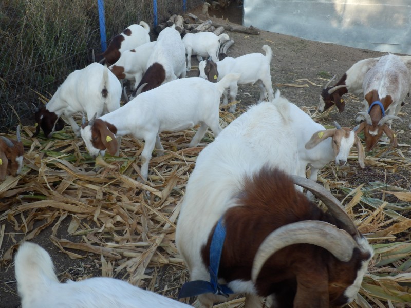 kozeburske (166).jpg