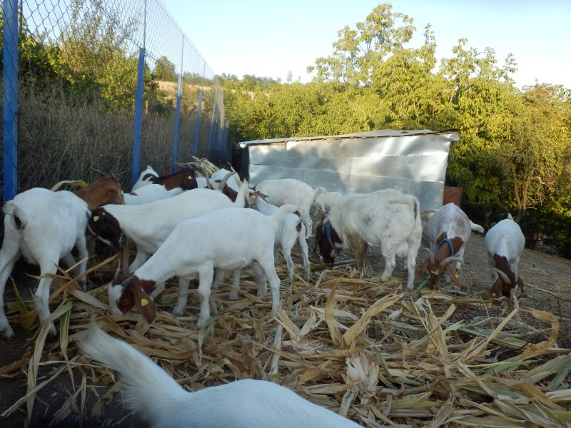 kozeburske (167).jpg