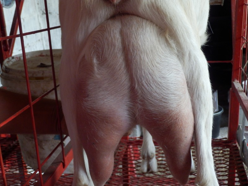 kozesanske (103).jpg