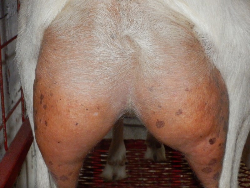 kozesanske (105).jpg