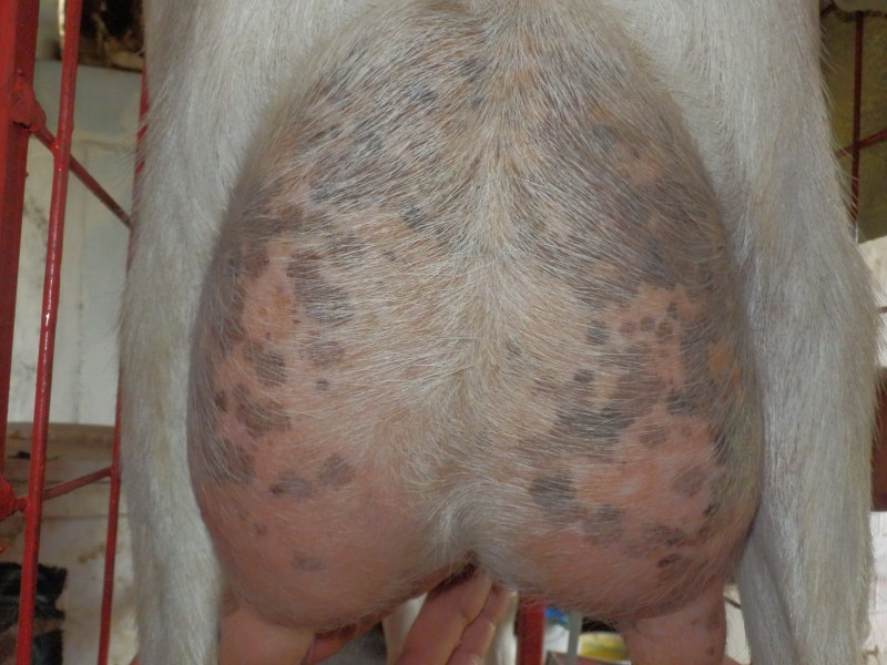 kozesanske (106).jpg