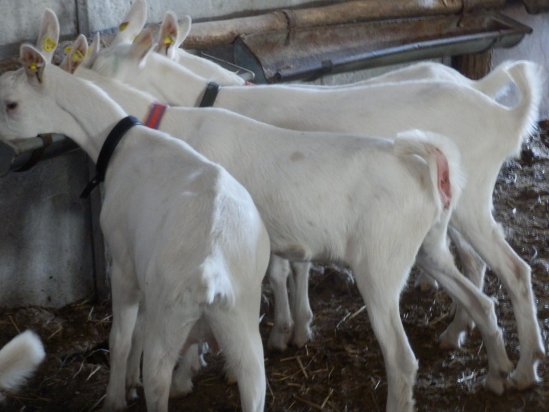 kozesanske (109).jpg