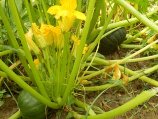 cvet argentinske tikvice